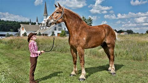 big jake horse wiki|how tall is big jake.